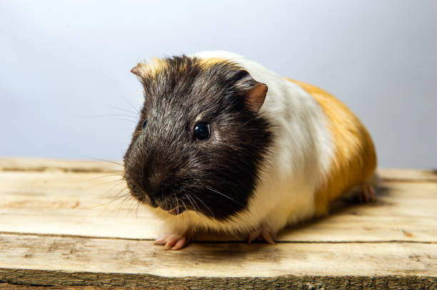 istock Studio portrait of a guinea pig on blue background 1492525156