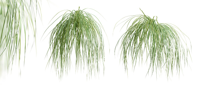 Set of Spartina Pectinata plants, isolated on white background. 3D render. 3D illustration.