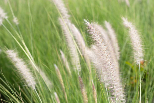 istock Fountain grass or pennisetum alopecuroides 1492525553