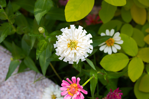 Zinnia flower in the garden