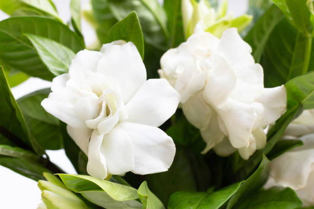 istock Cape jasmine or garden gardenia flower 1492526401