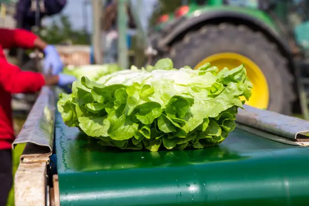 Agricultural lettuce harvest in Germany