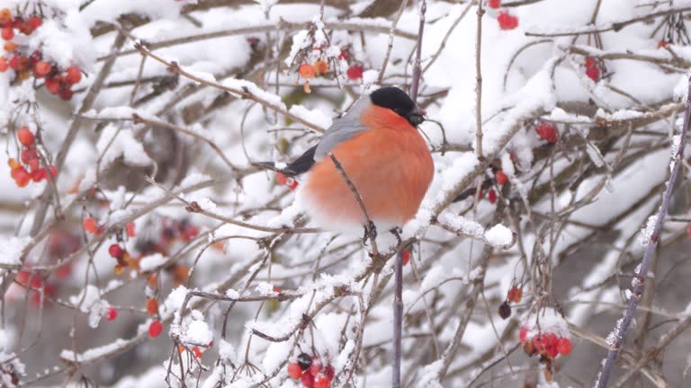 Bullfinch (Pyrrhula pyrrhula) sitting on bush in winter