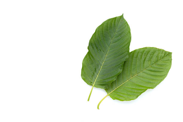 istock Mitragyna speciosa, Fresh kratom leaves on white background 1492528212