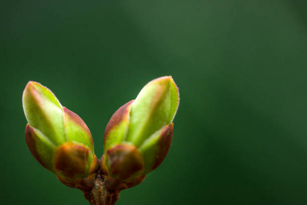 First buds on a bush on a dark green background.