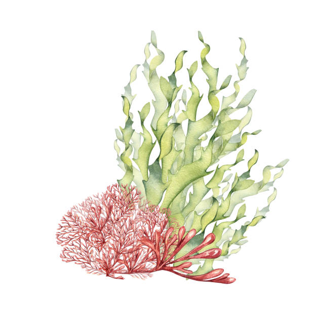 Sea plants, coral watercolor illustration isolated on white background. Pink agar agar seaweed, laminaria hand drawn. Design element for package, label, advertising, wrapping, marine collection Sea plants, coral watercolor illustration isolated on white background. Pink agar agar seaweed, laminaria hand drawn. Design element for package, label, advertising, wrapping, marine collection. chlorella stock illustrations