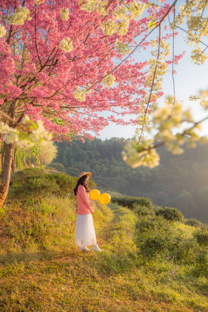 istock sakura flower and landscape 1492529055