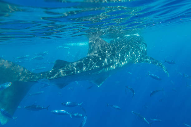 istock Whale shark under the sea 1492529082