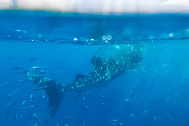 Photo of Whale shark under the sea