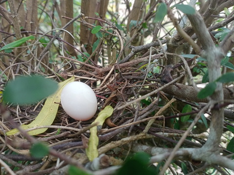 A small bird's  nest with an egg close-up on tree. photo  taken in malaysia