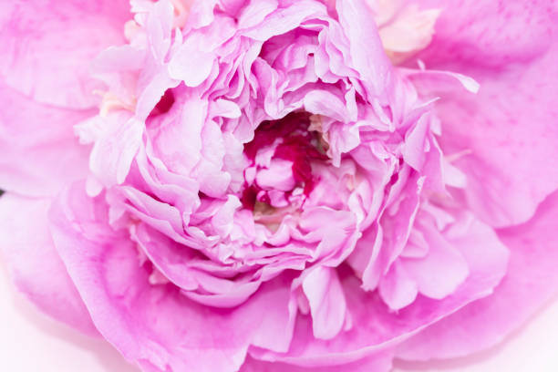 istock close up macro of peony flower 1492530599