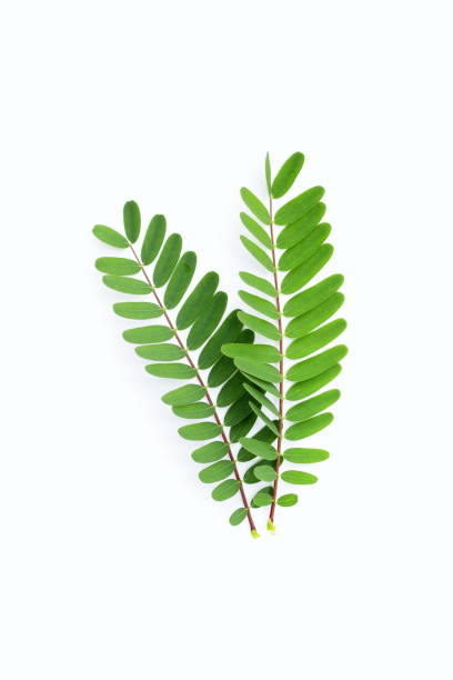 istock Sesbania Grandiflora leaves on white. 1492531999