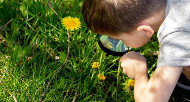 the boy looks at the flower through a magnifying glass.