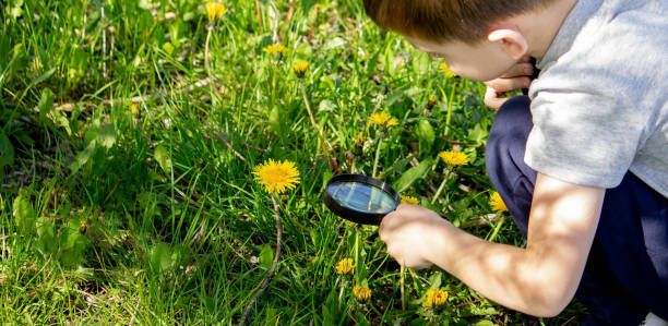 istock the boy looks at the flower through a magnifying glass. 1492532045
