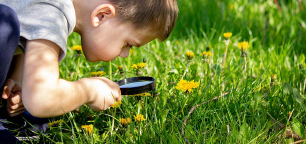 istock the boy looks at the flower through a magnifying glass. 1492532053