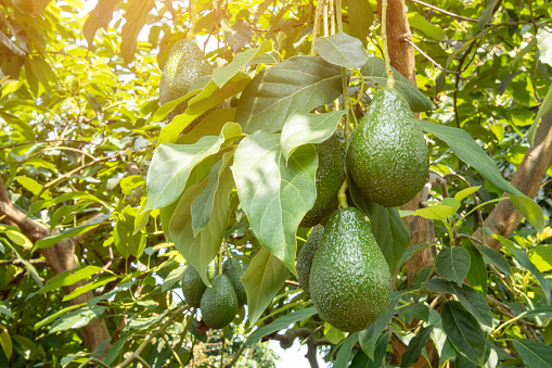 Green pinkerton avocado ready to be eaten in the orchard