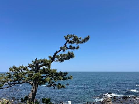 An old broken pine tree with rocks and beautiful ocean.