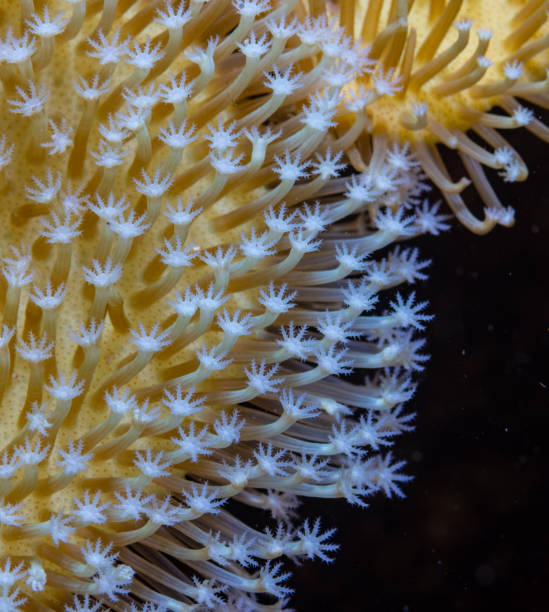 熱帯�のサンゴ礁の動物 ストックフォト