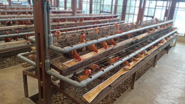 istock The chickens are feeding in the farm 1492534426