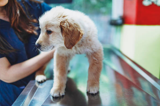 Veterinario che esamina il cucciolo presso la clinica veterinaria medica - foto stock