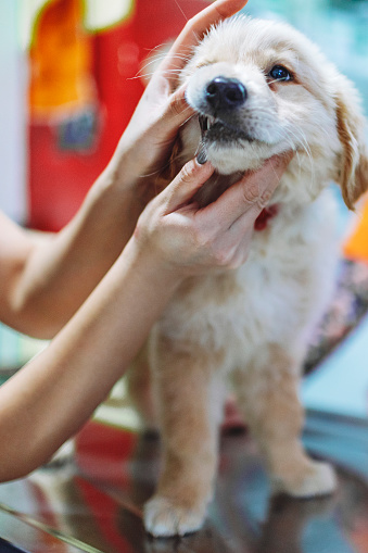 Veterinarian examining puppy teeth  at medical vet clinic