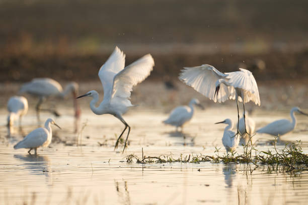 piccole garzette che combattono nelle zone umide al mattino - freshwater bird animals in the wild feather animal leg foto e immagini stock