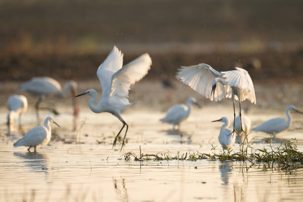 Little egrets fighting in wetland in morning stock photo