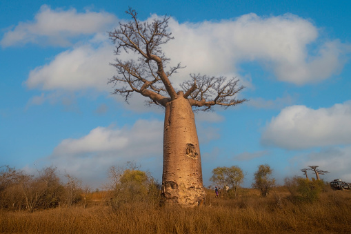 The  baobabs tree  at the Avenue of the Baobabs, Madagascar