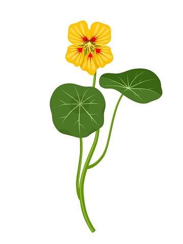 Vector illustration, Nasturtium Golden Yellow, isolated on white background.