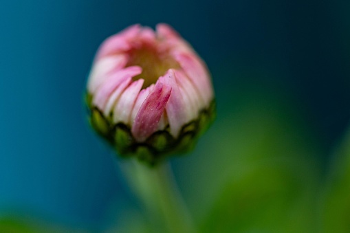 An extreme close-up of a pink and white tulip against an out of focus, lush, green background gives the photo a dream-like quality. Nikon D300 (RAW).\nTo see some of my personal favorites,  please visit my lightbox.\n[url=http://www.istockphoto.com/file_search.php?action=file&lightboxID=10465804] [img]http://www1.istockphoto.com/file_thumbview_approve/10527917/1/istockphoto_10527917_businesswoman.jpg\n[/img][/url]