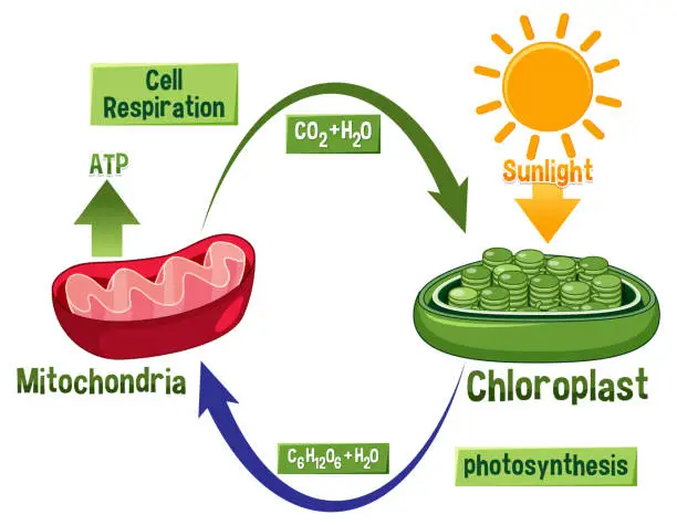 Vector illustration of Photosynthesis and Cellular Respiration Diagram