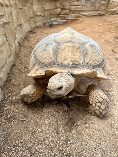 istock Giant land tortoise 1492543605