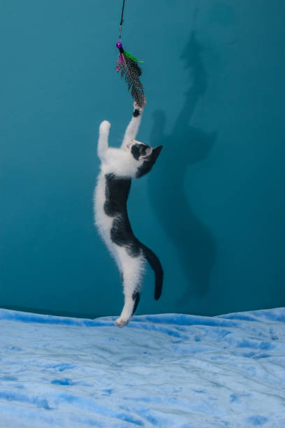 istock A kitten hunting for a toy 1492543690