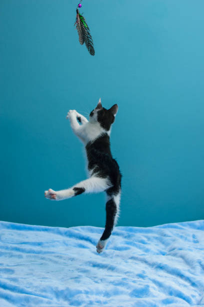 istock the cat jumps high into the air while hunting for a toy 1492543761