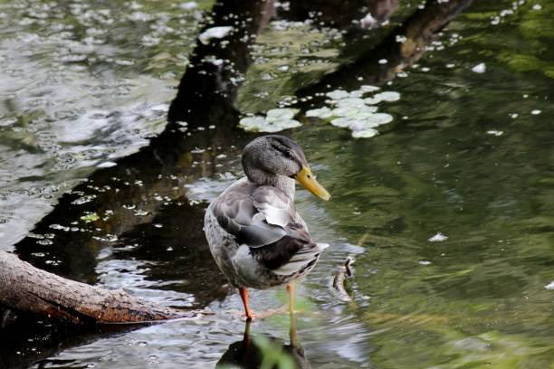istock wild duck resting on the lake 1492544747