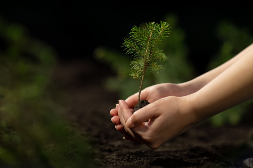 Young woman planting spruce tree.