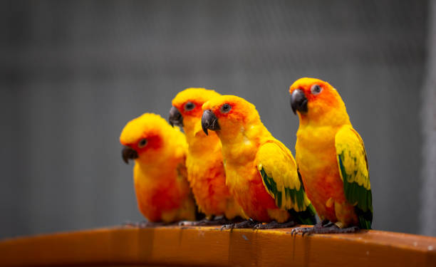 istock Group of beautiful and bright yellow colored Sun Parakeets sitting over a handle bar 1492545592