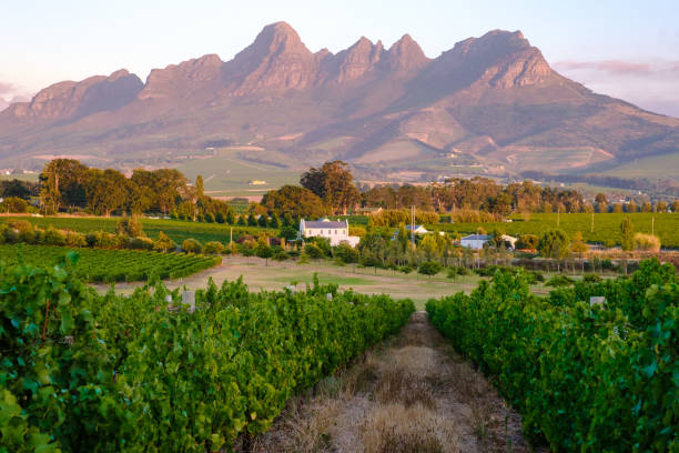 Vineyard landscape at sunset with mountains in Stellenbosch, near Cape Town, South Africa. wine grapes vineyard, Vineyard landscape at sunset with mountains in Stellenbosch, near Cape Town, South Africa. wine grapes on the vine in the vineyard Western Cape South Africa during summer stellenbosch stock pictures, royalty-free photos & images