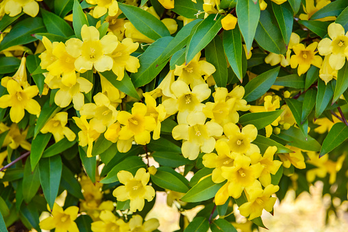 Gelsemium sempervirens、Carolina jessamine、Evening trumpetflower、False jasmine. Flowers in full bloom, spring season.