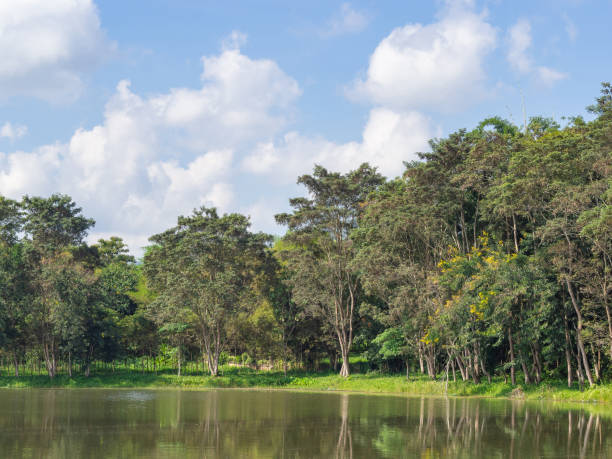 istock Natural lake with forest in the background and clouds on the sky. 1492546123