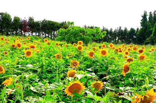 It is a summer landscape of a sunflower field with beautiful and pretty sunflower flowers in full bloom.