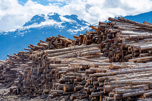 Large amounts of logs piled up in a log yard of a sawmill near Revelstoke, BC, Canada with in the back the triple peak Mount Begbie located in the Gold Range west of the Columbia River