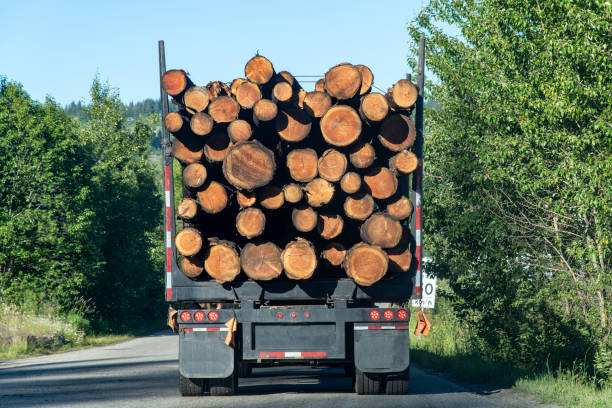 istock Loaded logging truck on a road in British Columbia 1492549571