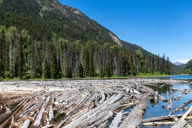 istock driftwood floating in the water 1492550081