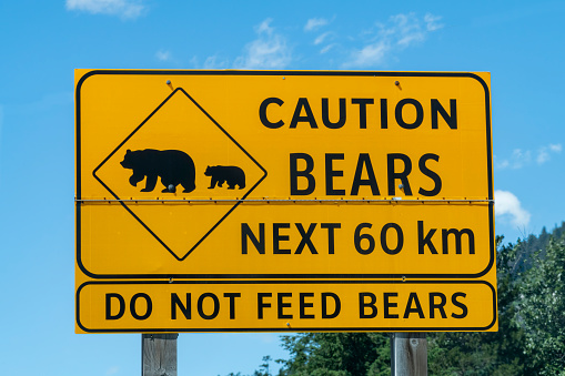 View of large yellow sign next to the road in British Columbia, Canada warning that bears with their bear cubs could be on the road for the next 60 km and should not be fed