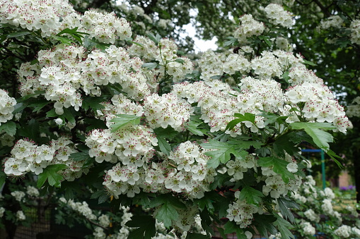 Plentiful white flowers of common hawthorn in May