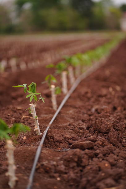 Cassava field