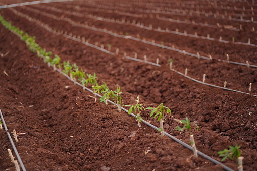 Drip irrigation system in Cassava field farm or manioc farmland agriculture plant field