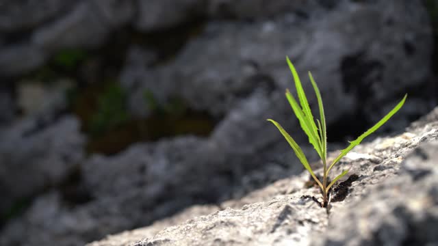Young plant growing from rock