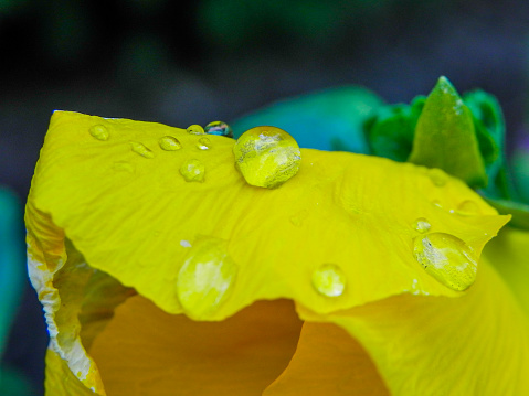 closeup of water droplets on the petals of a flower growing in the garden